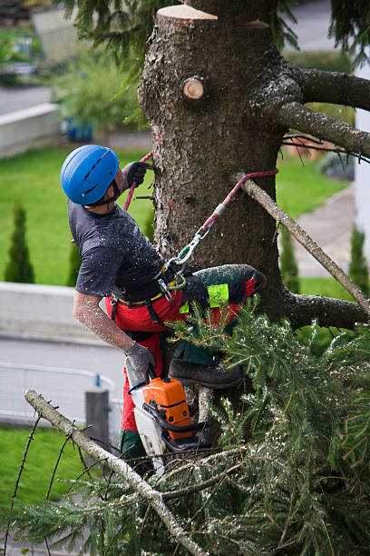 Reliable Coats Bend, AL  Tree Services Solutions